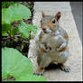 NYC Squirrel