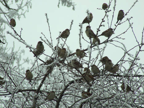 Sparrows