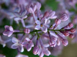 Lilac by vondervotteimittiss