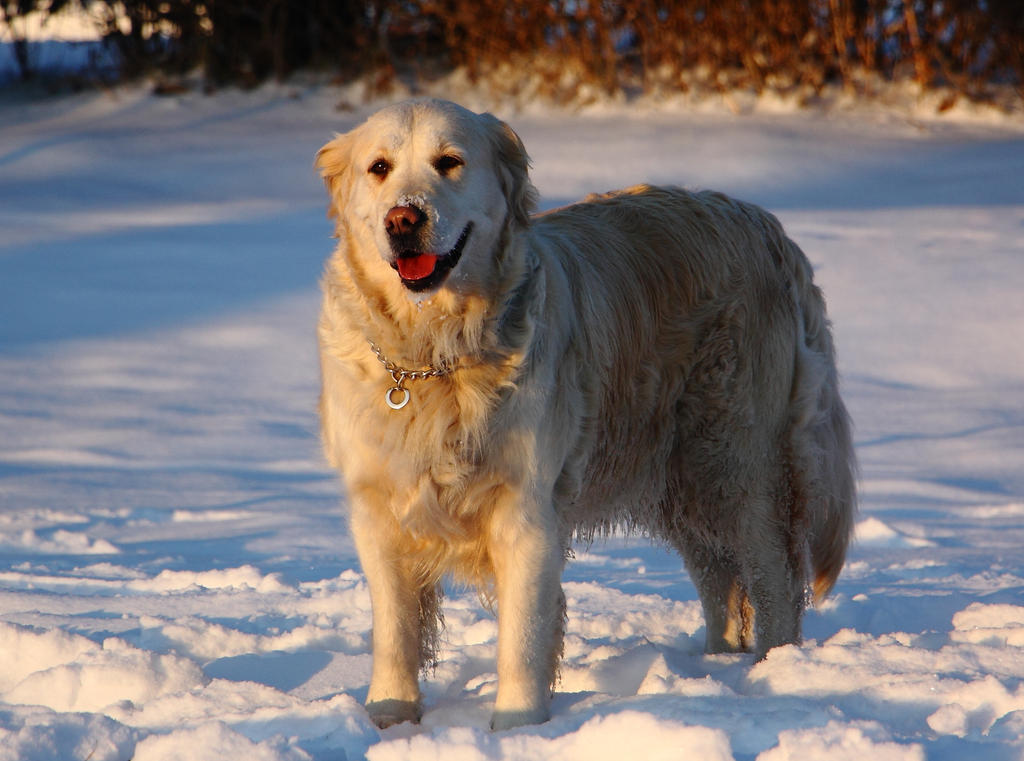 Vicky in the Snow