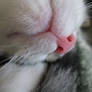 little pink nose