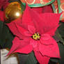 Poinsettia