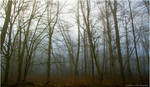 Moody Morning Trees II by Val-Faustino