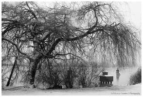 Willow by the River