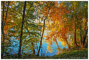 Autumn Trees at Sunrise