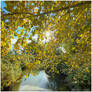 Autumn Embrace II