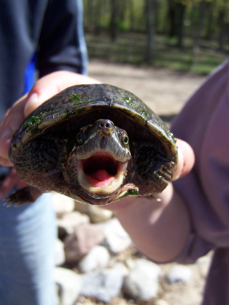 Pleased Turtle Tiny Turtle is Pleased by megpie08 on DeviantArt