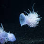 Monterey Bay Jelly Fish 17