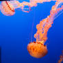 Monterey Bay Jelly Fish 1