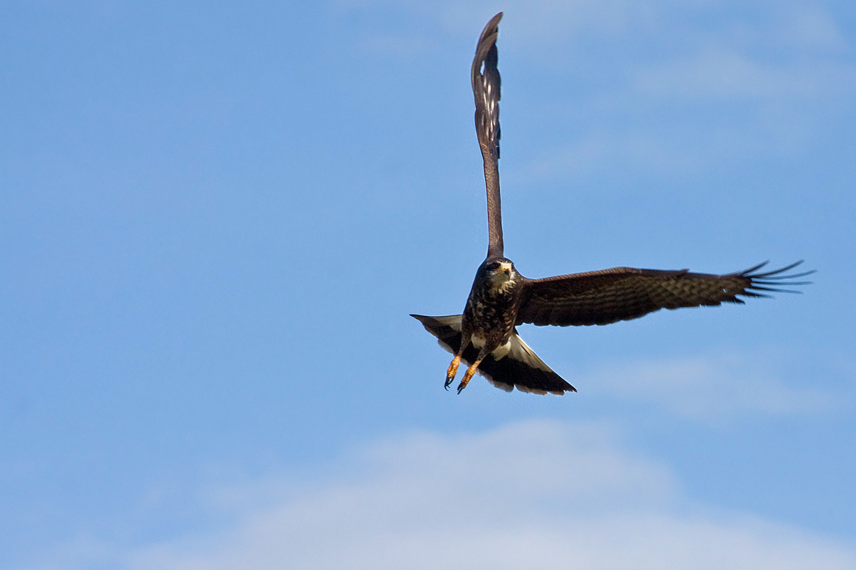 Bird in Flight