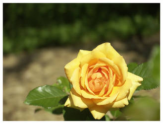 Yellow Rose