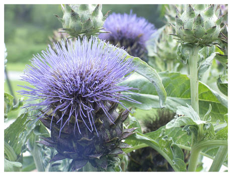 Thistle