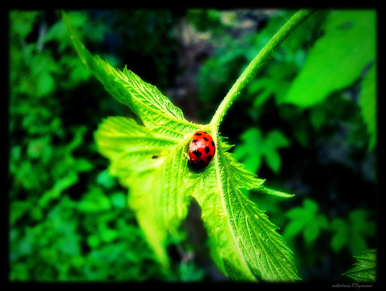 ladybug on hops by nikolass