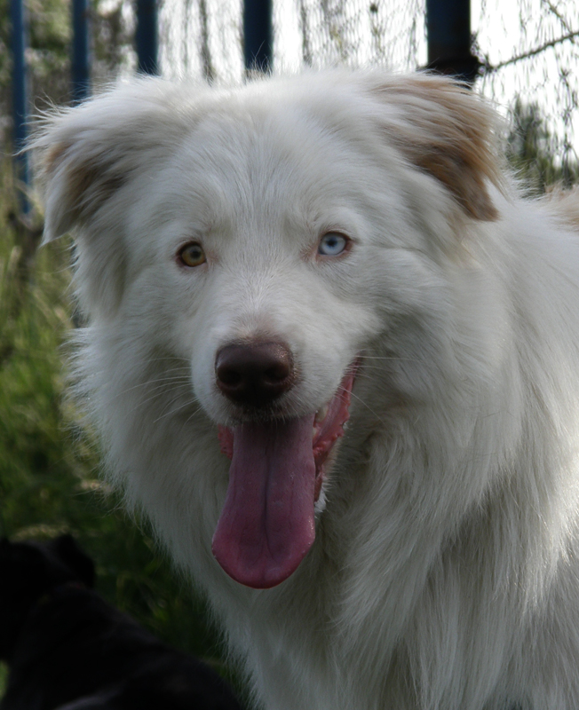 White Face Border Collie By Nicette On Deviantart