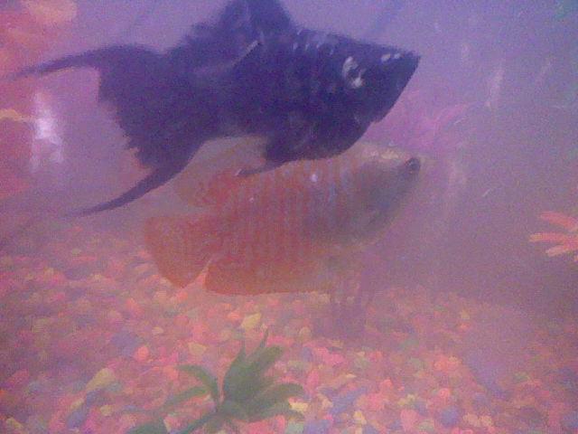 Red Stripe Gourami and Dalmatian Molly