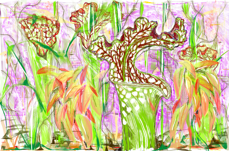 Pitcher Plants2