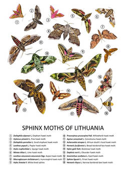 Sphinx Moths Of Lithuania