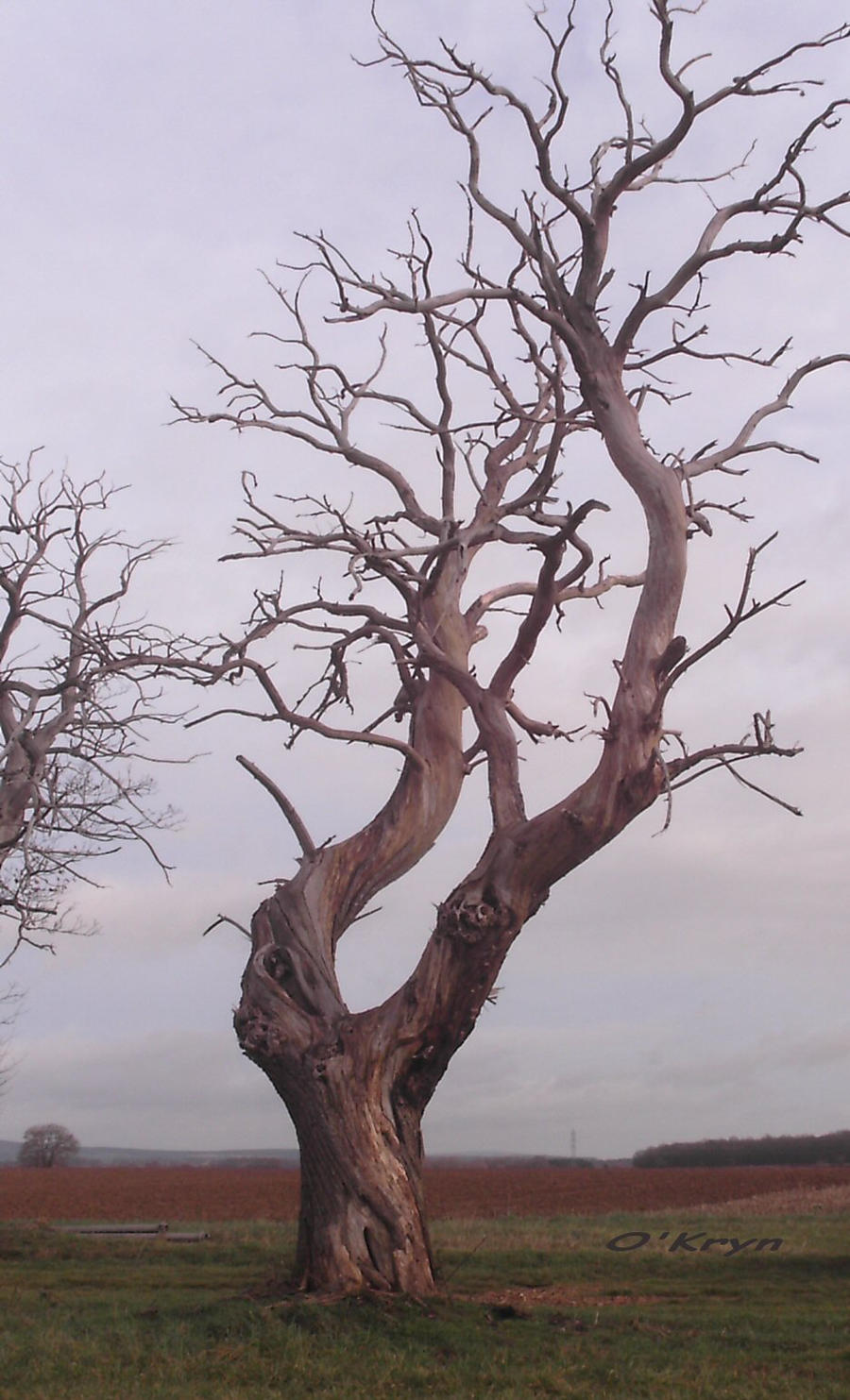 Skinned Tree Skinned tree by MaxOKryn on DeviantArt