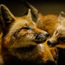 Red Fox - 63618