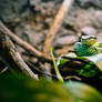 Sri Lankan Green Pitviper - 92976