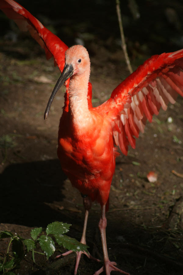 Ping Ibis Pink Ibis 03 by Yoyoco on DeviantArt