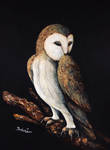 Barn Owl Painting by YukilapinBN