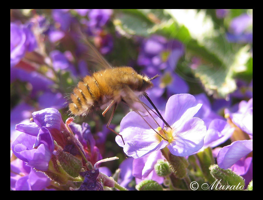 insect april 24 by murato on DeviantArt