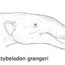Platybelodon grangeri