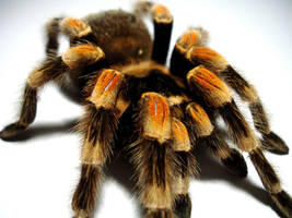 Red Knee Tarantula 5