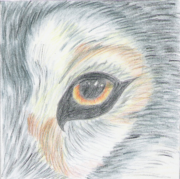 Wolf eye by designerdragon on DeviantArt