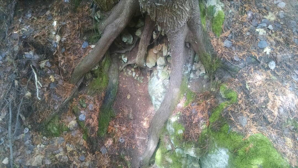 Amazing roots by robinkittyartist on DeviantArt