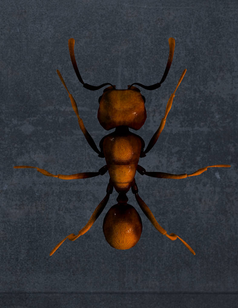 Ant Deviantart Ant by NikkelahGhaz on DeviantArt