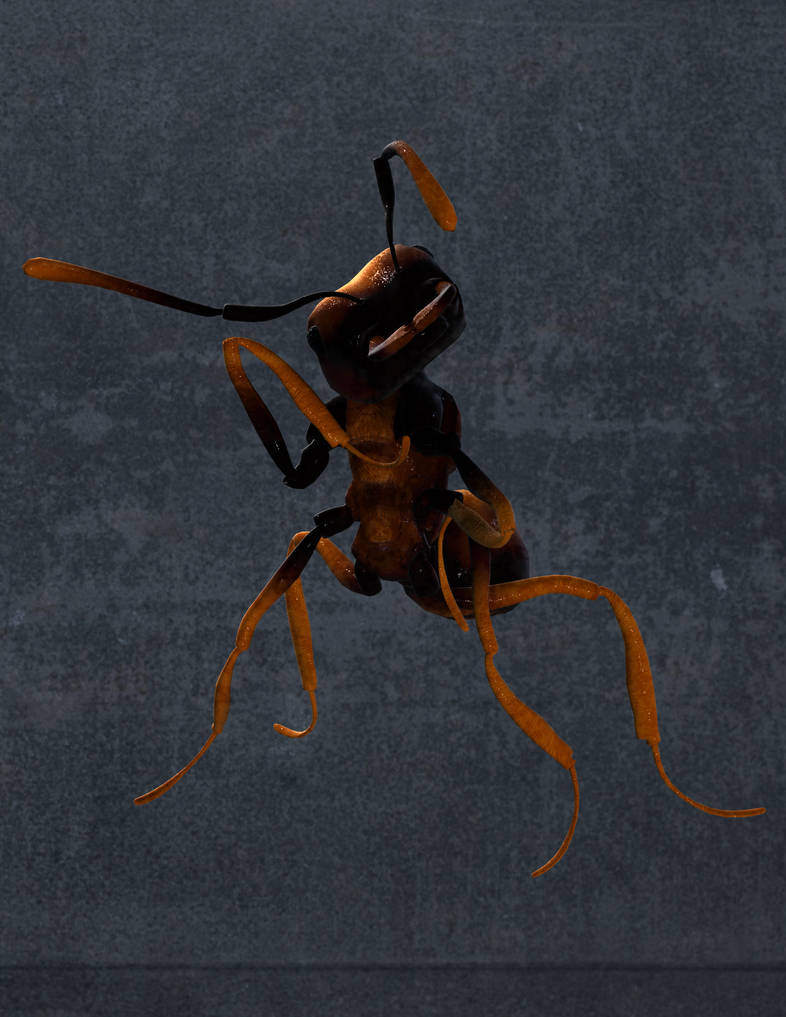 Ant Deviantart Ant 6 by NikkelahGhaz on DeviantArt