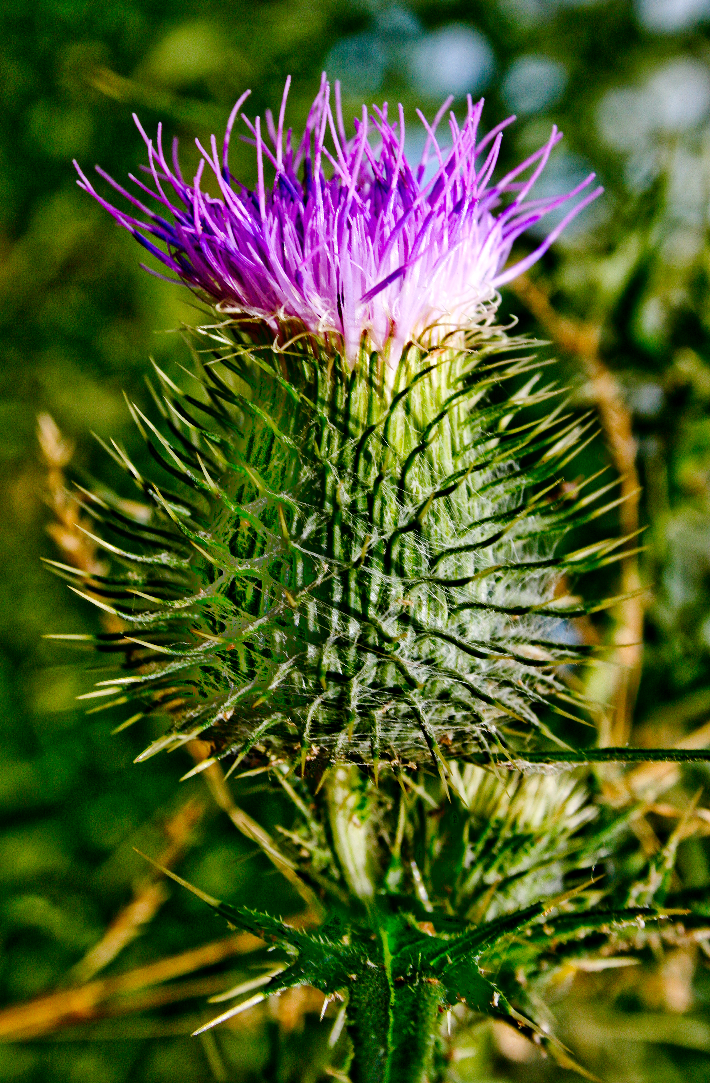 Thistle