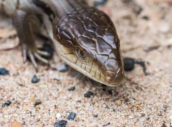 Blue Tongue Lizard