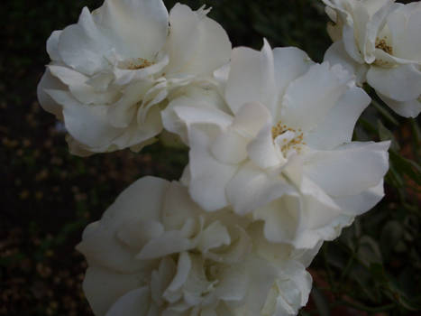 white rose