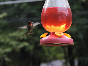 hummingbird hovering