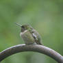 Humming Bird Being a Little Bugger