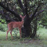 Fawn by the Tree