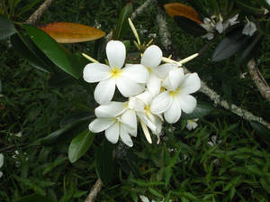 The Other White Flower