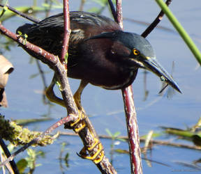 Green Heron with Dragonfly