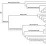 Allosauroidea Cladogram