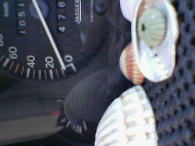 Sea Shell Speed by Talonsonice on DeviantArt