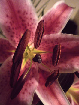 Lily 2 .