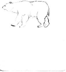 polar bear