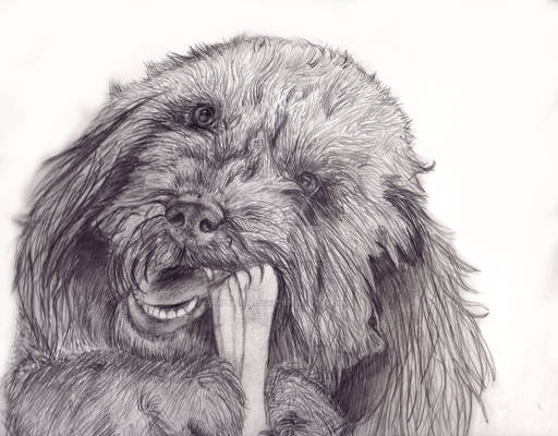 Bramble pencil portrait