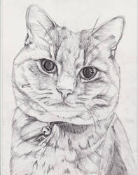 Casper pencil portrait