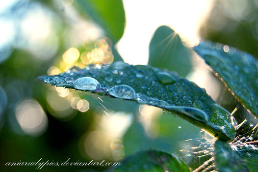 Drops Of Life