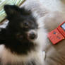 Yes, my dog plays gameboy