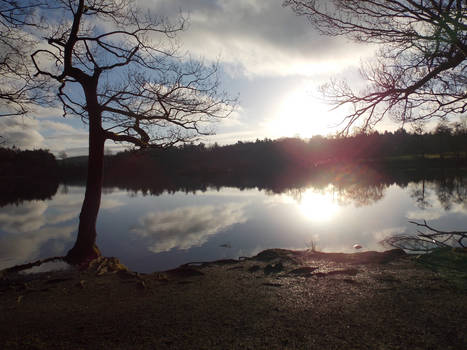 Sunset at the forest